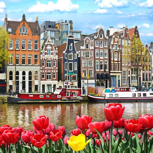 Tulips on Amsterdam Canal